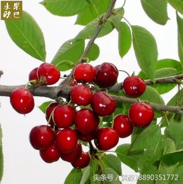 樱桃的季节和品种介绍,樱桃的品种有哪些及介绍