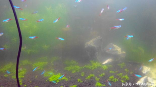 硝化细菌大量死亡的原因,过滤器关闭后多久硝化细菌死亡