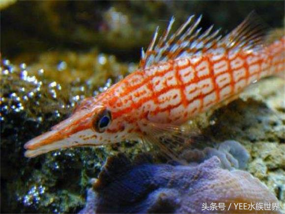 硝化细菌大量死亡的原因,过滤器关闭后多久硝化细菌死亡