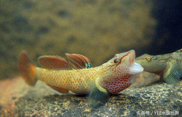 硝化细菌大量死亡的原因,过滤器关闭后多久硝化细菌死亡