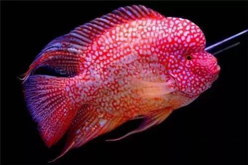 有什么样子奇特的观赏鱼,世界十大奇特的观赏鱼