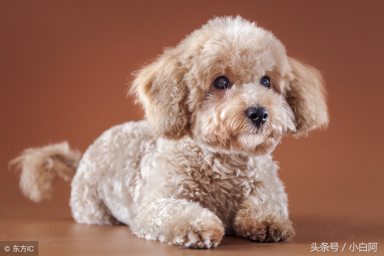 饲养泰迪犬的9大致命错误,饲养泰迪犬的错误方法你知道几个