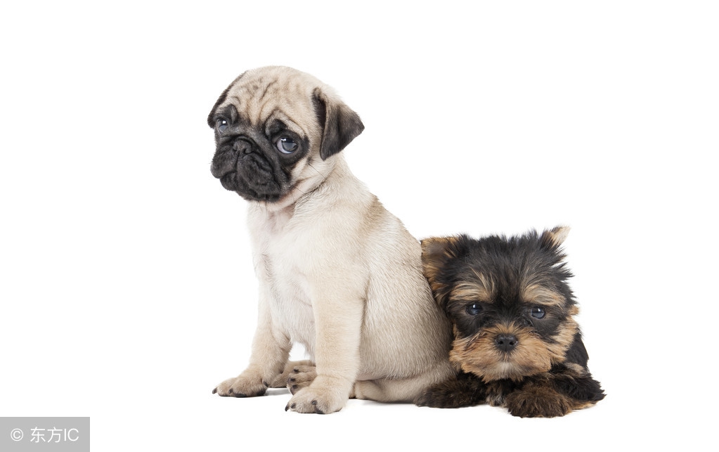 你家狗狗吃的是毒狗粮吗,你家狗狗吃的什么零食