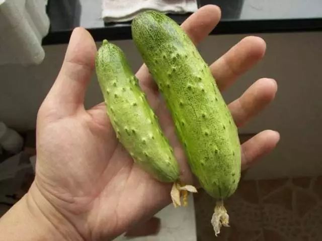 水黄瓜用总浇水吗,水培种植黄瓜的方法