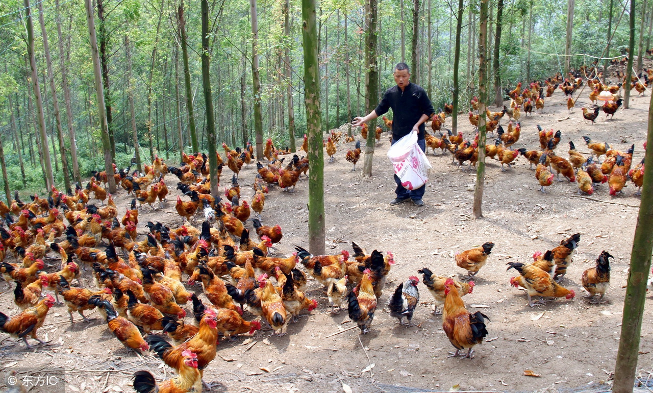 2018年养鸡业的趋势,养鸡形势