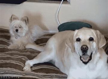 看了年入百万的微商代购文案，我都舍不得拉黑了！