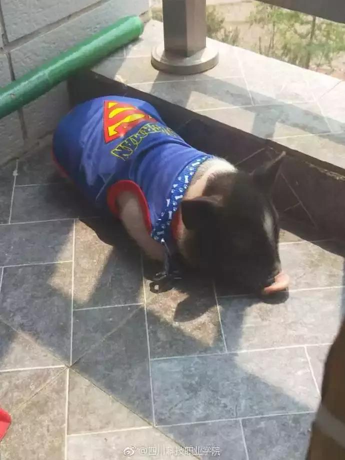 民生｜“小猪佩奇”出事了！大学生寝室养猪被通报，学校：快送走！