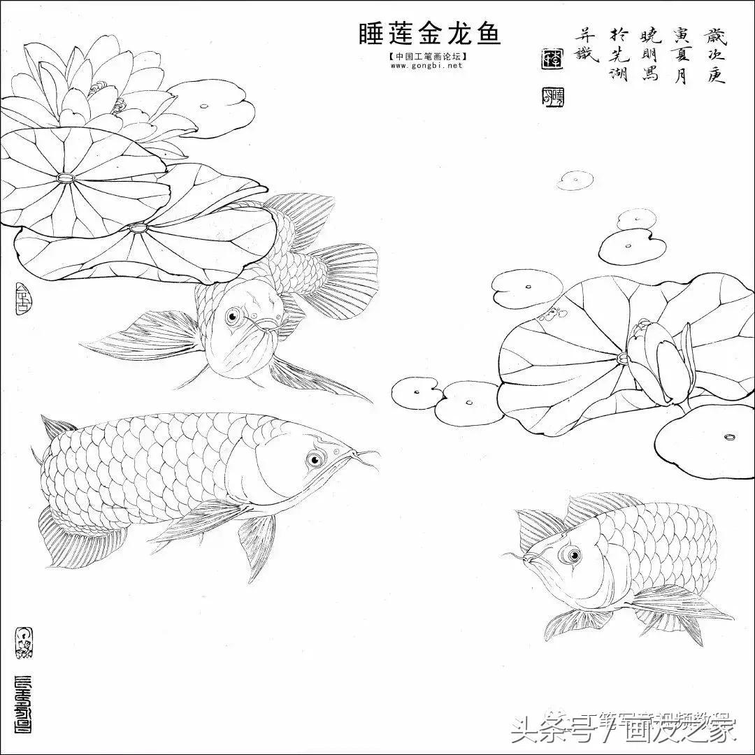 李晓明《睡莲金龙鱼》绘制步骤，超赞！