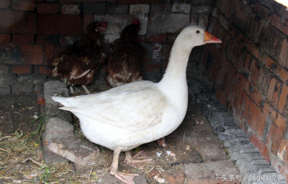 咸鹅蛋腌制方法,腌制咸鹅蛋的方法