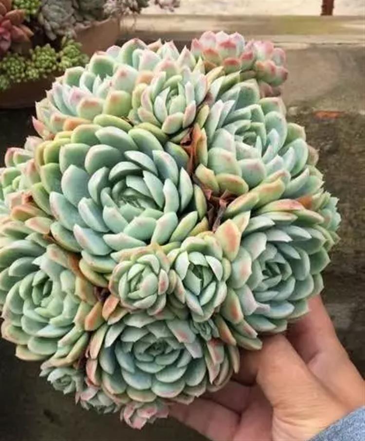 多肉居然能有这么顽强的生存,多肉可以养成什么样的小萌物