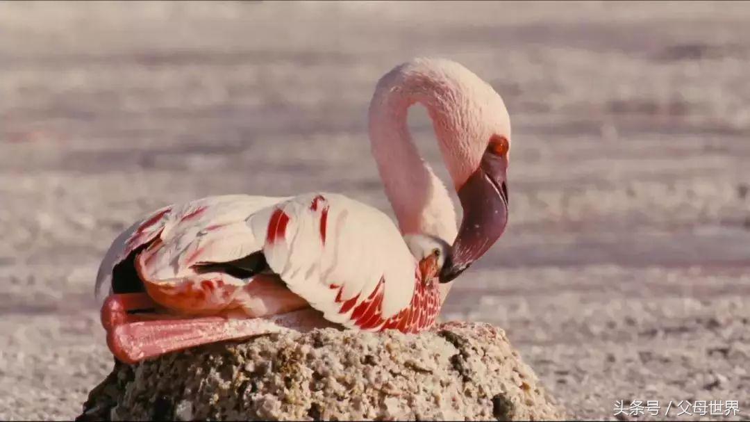 世界地球日，最适合孩子看的18部自然纪录片，趁周末，带娃看起来