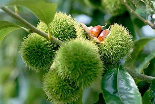 黄冈旅游一日游 (武汉黄冈景区有哪些景点)