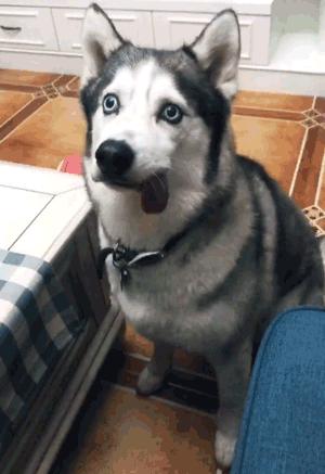 犬瘟后遗症哈士奇,哈士奇犬瘟的症状及治疗方法图片