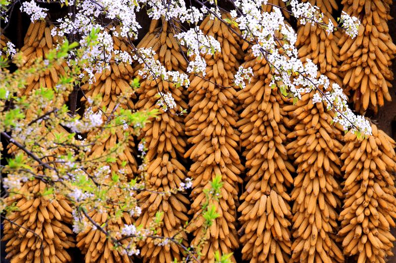 探秘苍溪王姓之源：安东将军王浑的江湖