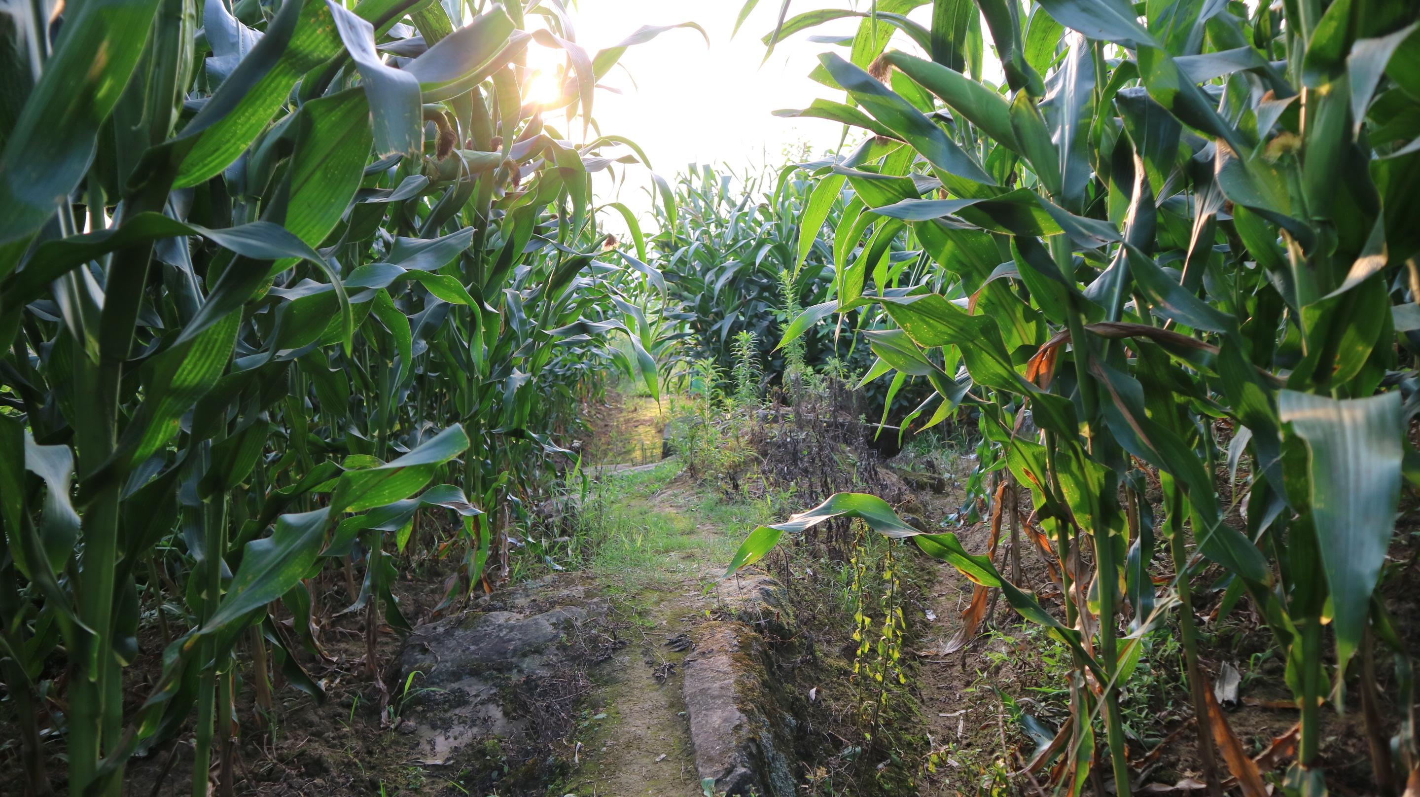 探秘苍溪王姓之源：安东将军王浑的江湖