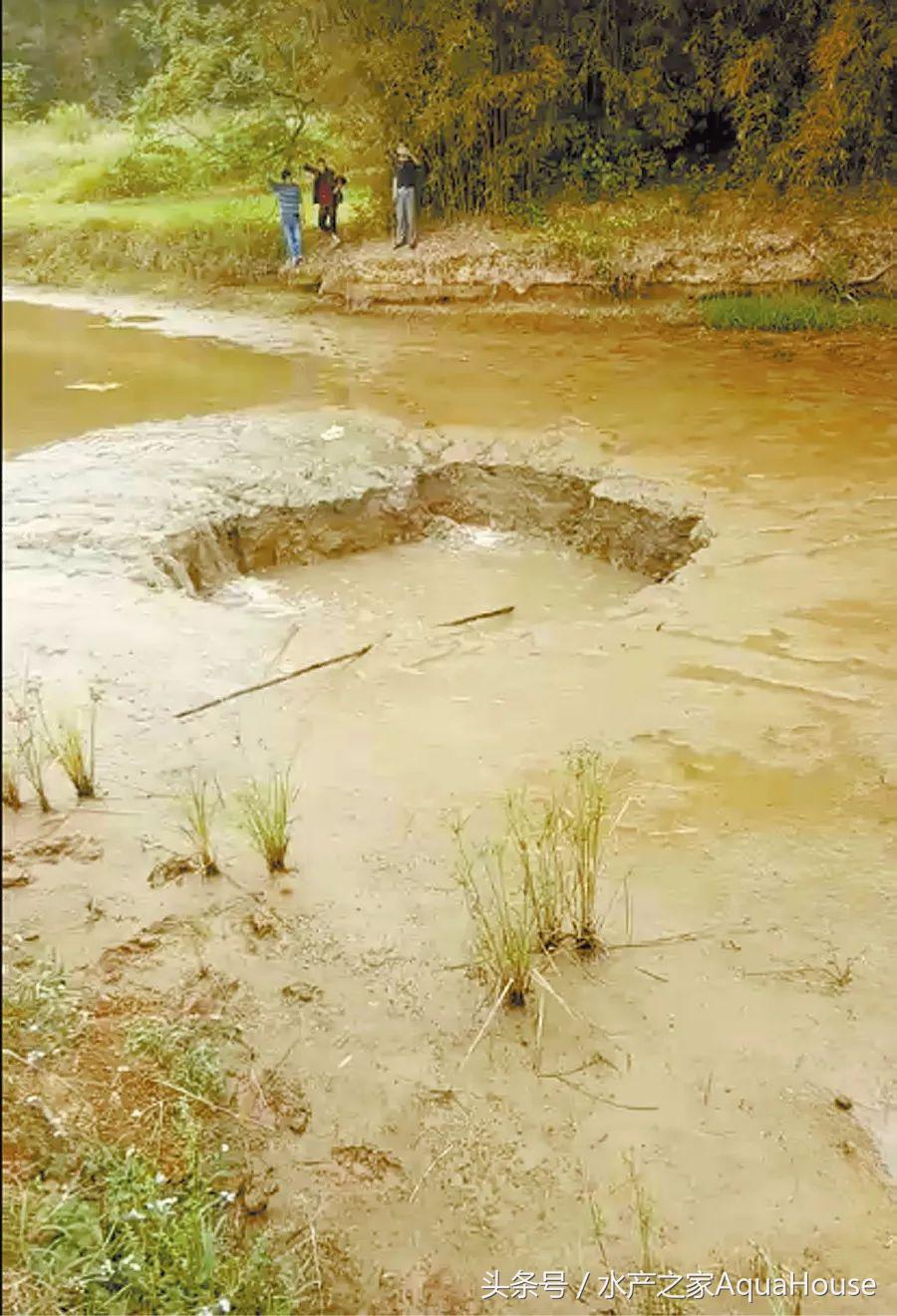 水产塘口每日最新报价,水产频道淡水鱼今日行情