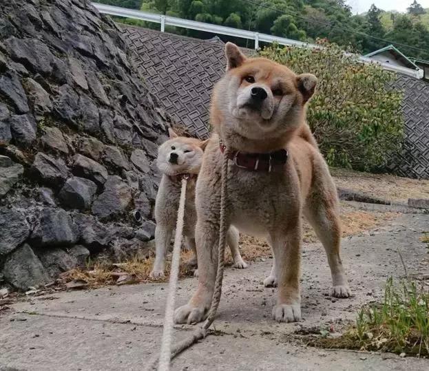 柴犬拒绝回家了,柴犬不想回家躺在地上耍赖