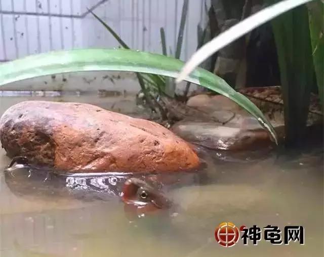 确认过眼神是可以保护你的人,确认过眼神可以靠近吗