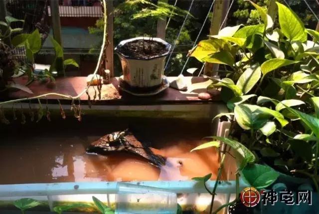 确认过眼神是可以保护你的人,确认过眼神可以靠近吗