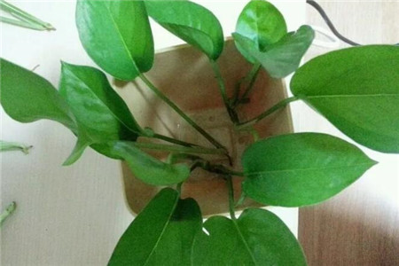 发财树绿萝黄叶用什么,发财树绿萝黄叶怎么办