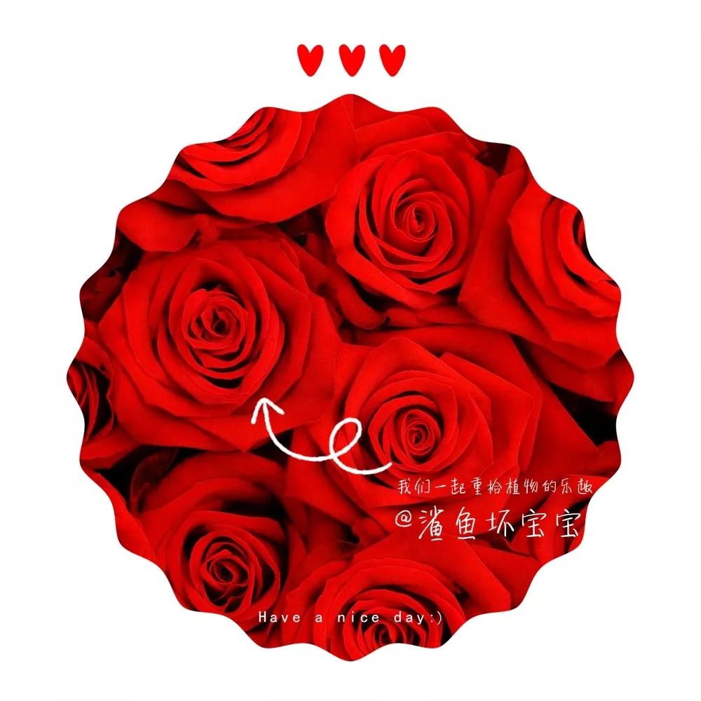 植物世界已发现了多少种植物,植物世界奇花异草