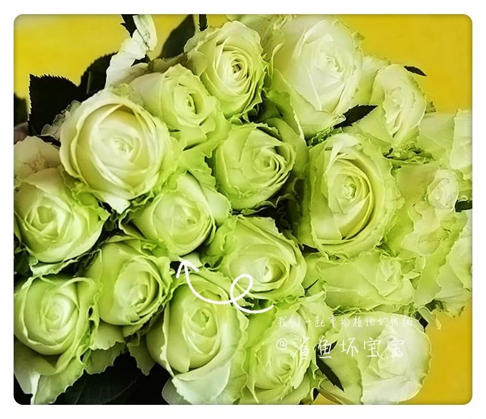 植物世界橡树,植物世界木棉花