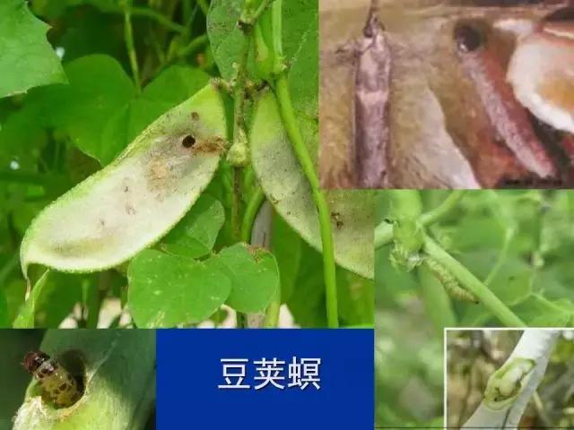 常见害虫有哪些图片大全,常见38种害虫图片及名称及防治