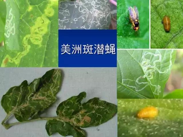 常见害虫有哪些图片大全,常见38种害虫图片及名称及防治