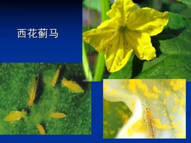 常见害虫有哪些图片大全,常见38种害虫图片及名称及防治