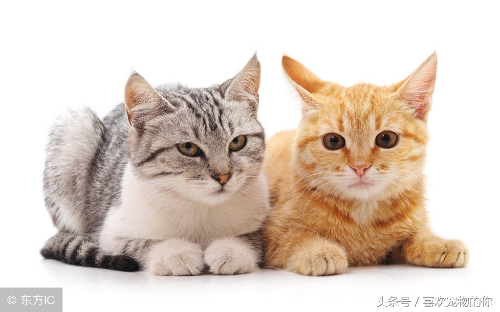 猫死后应该怎样处理,猫死后怎么处理比较合适