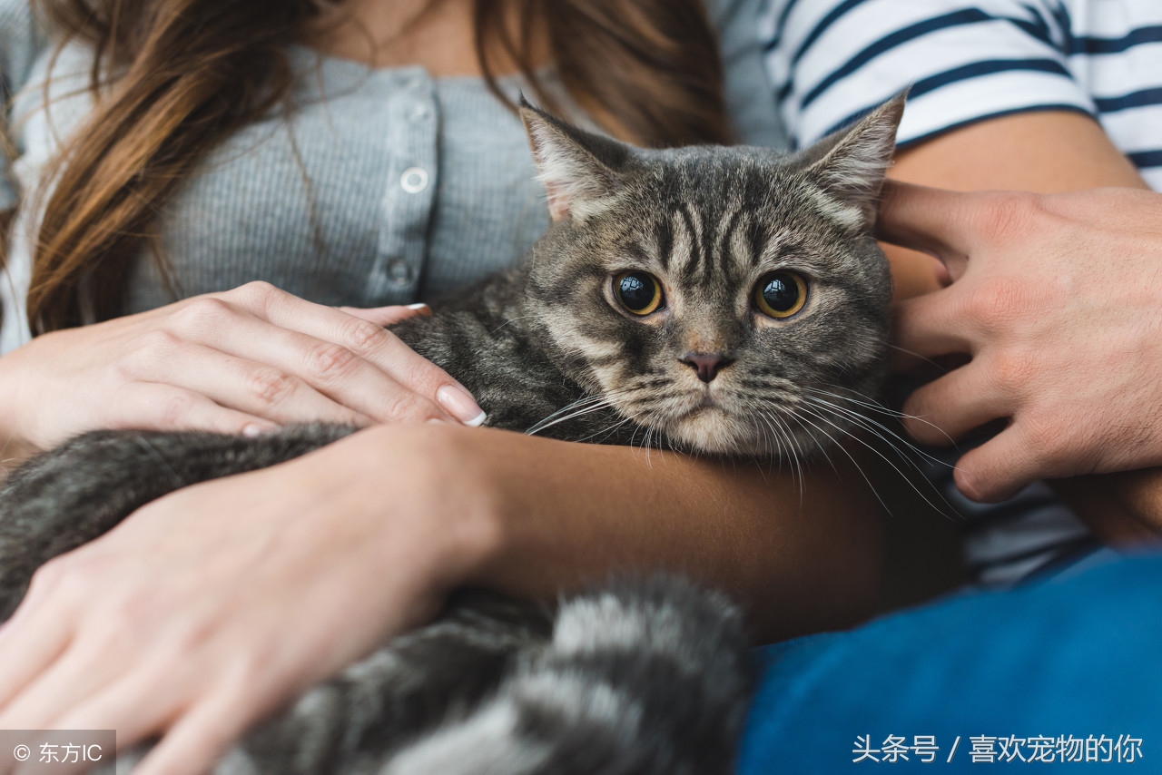 猫死后应该怎样处理,猫死后怎么处理比较合适