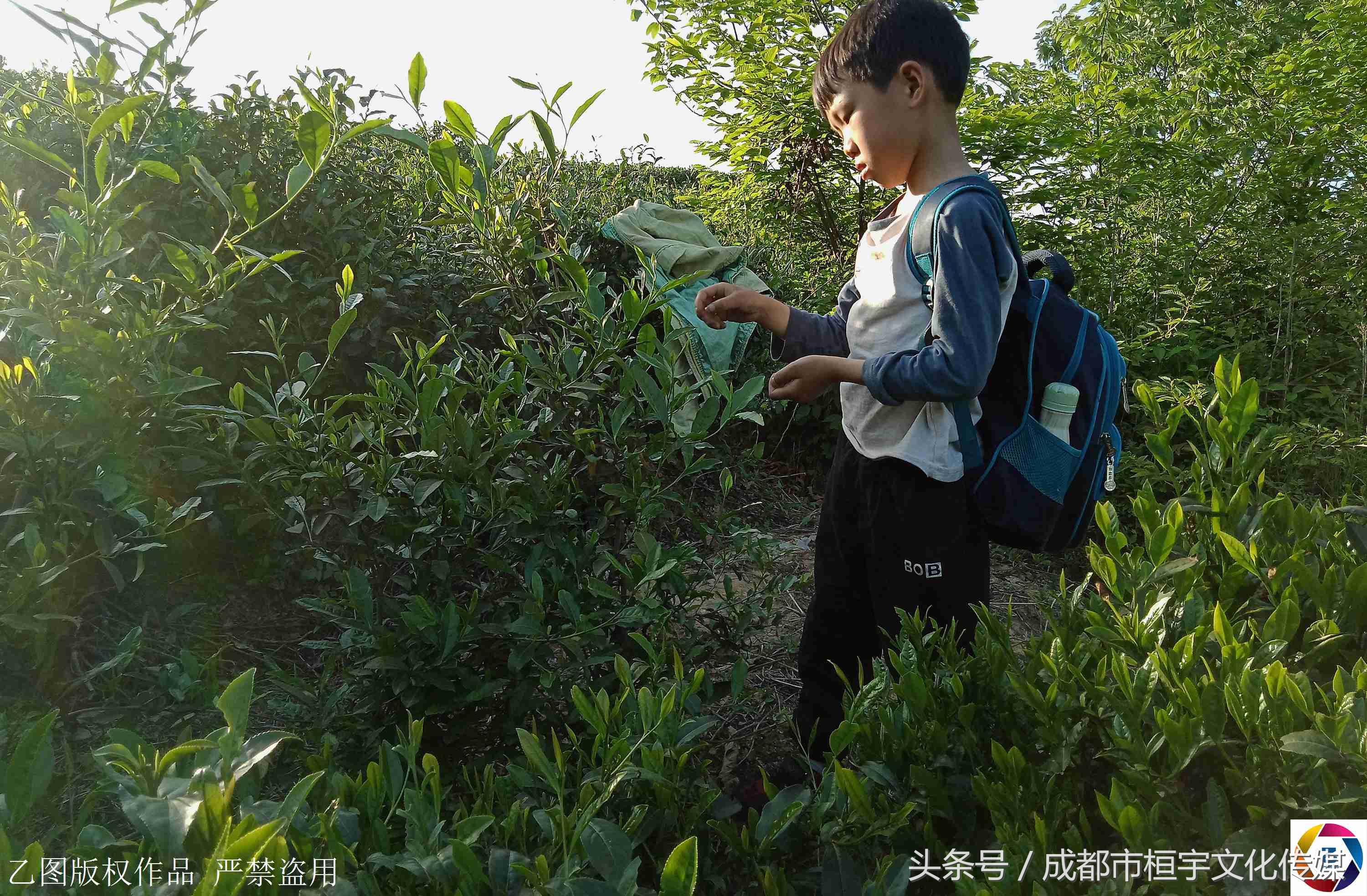 7岁男童每天放学采茶挣钱给哥哥治病，一天仅卖3元钱