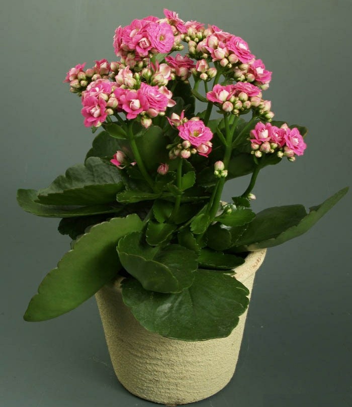 客厅好养的花草植物有哪些,什么花草放在客厅最好