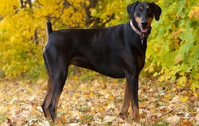 最后护主的狗狗排名,测试狗狗护主视频