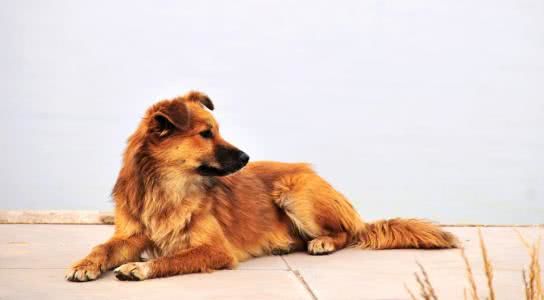 狗狗护主视频合集,护主能力最强的十种狗狗