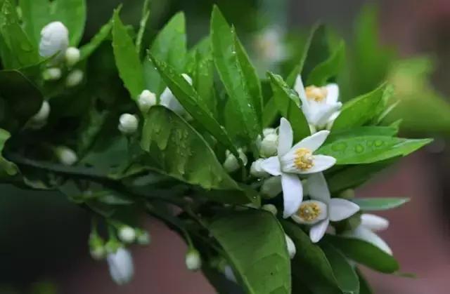 庭院风水知识100条,庭院风水知识