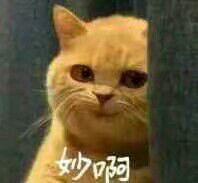 网易的足球游戏有哪些,网易新出的足球游戏是哪个