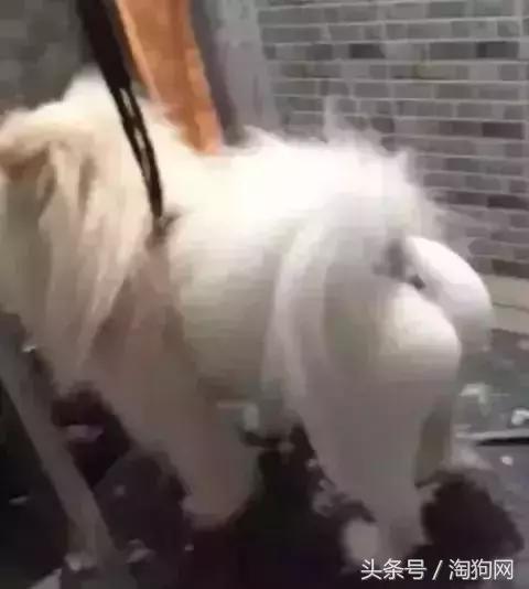 如何让金毛成为拉布拉多,金毛变装霸气视频