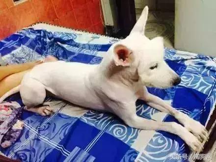 如何让金毛成为拉布拉多,金毛变装霸气视频