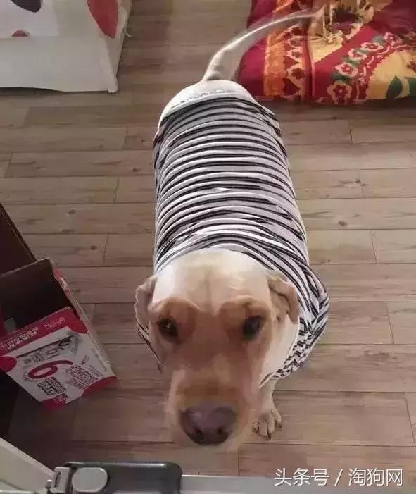 如何让金毛成为拉布拉多,金毛变装霸气视频