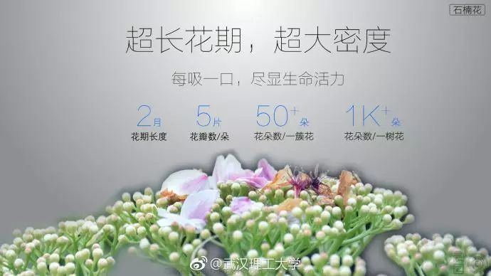 大学校园里面的石楠花,复旦石楠花