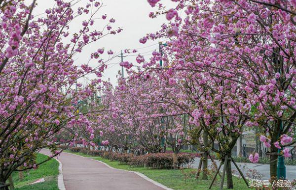 樱花树移栽全年养护方案,盆栽樱花树教程视频