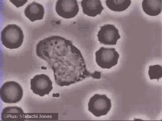 酵素可以降解抗生素吗,未来元素综合酵素