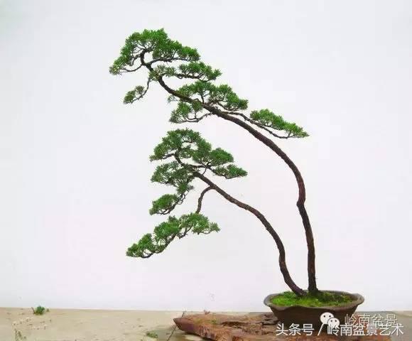 双杆罗汉松树盆景造型,双斜杆盆景