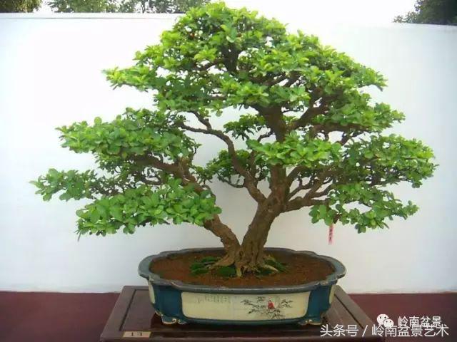 双杆罗汉松树盆景造型,双斜杆盆景