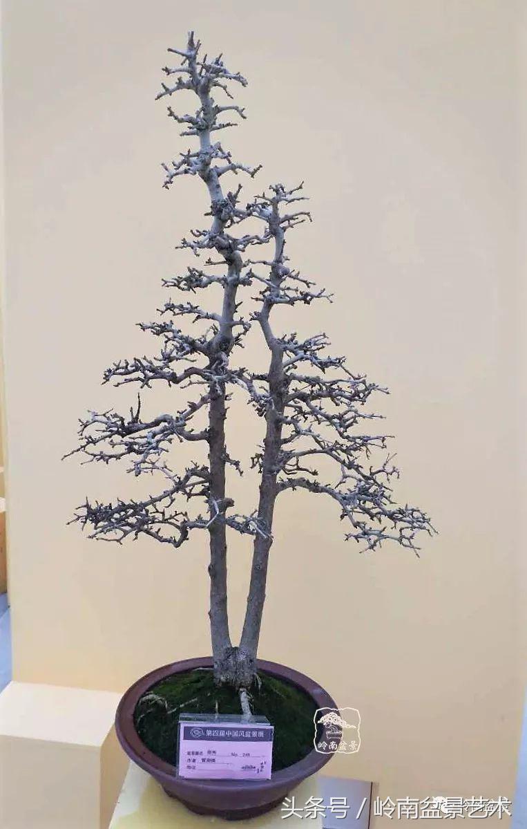 双杆罗汉松树盆景造型,双斜杆盆景