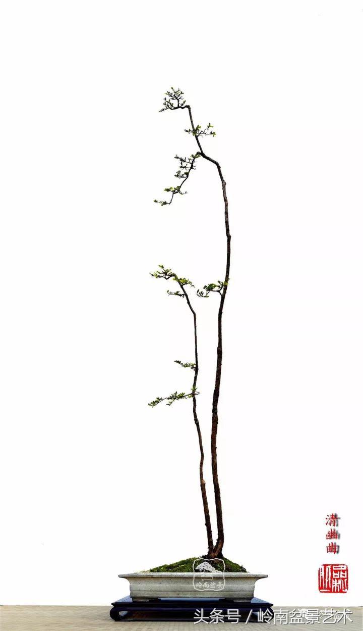 双杆罗汉松树盆景造型,双斜杆盆景