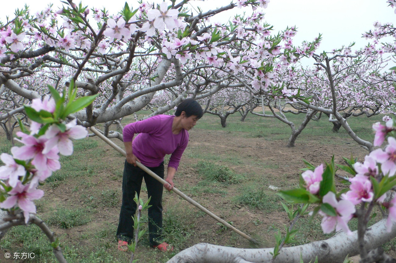 桃树怕雨怎么办,桃树怕水还是怕旱