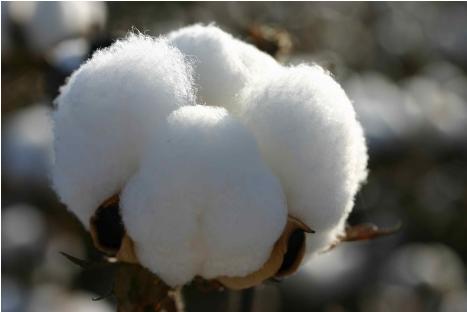 浴巾是棉的还是珊瑚绒的好,浴巾是纯棉的好还是珊瑚绒的好