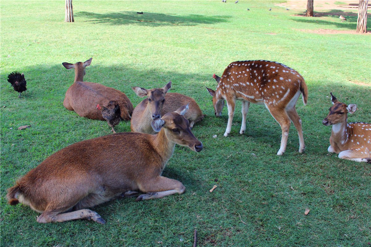 毛里求斯的旅游攻略,毛里求斯伊甸园
